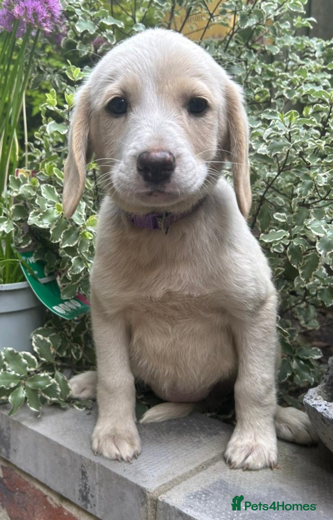 Labradoodle dogs for sale: Fox Red Labrador / Labradoodle X Puppies - Image 7