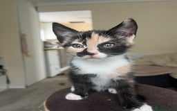 Mixed Breed cats for sale: Tortoiseshell and ginger kittens for sale  - Image 4