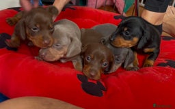 Dachshund dogs for sale: 5 beautiful miniature Dachshund puppies - Image 1