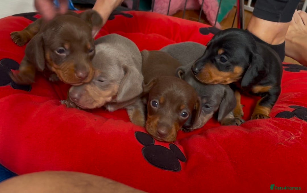 Dachshund dogs for sale: 5 beautiful miniature Dachshund puppies - Image 1