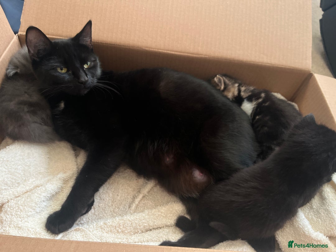 British Shorthair cats for sale: British shorthair x kittens for sale - Advert 2