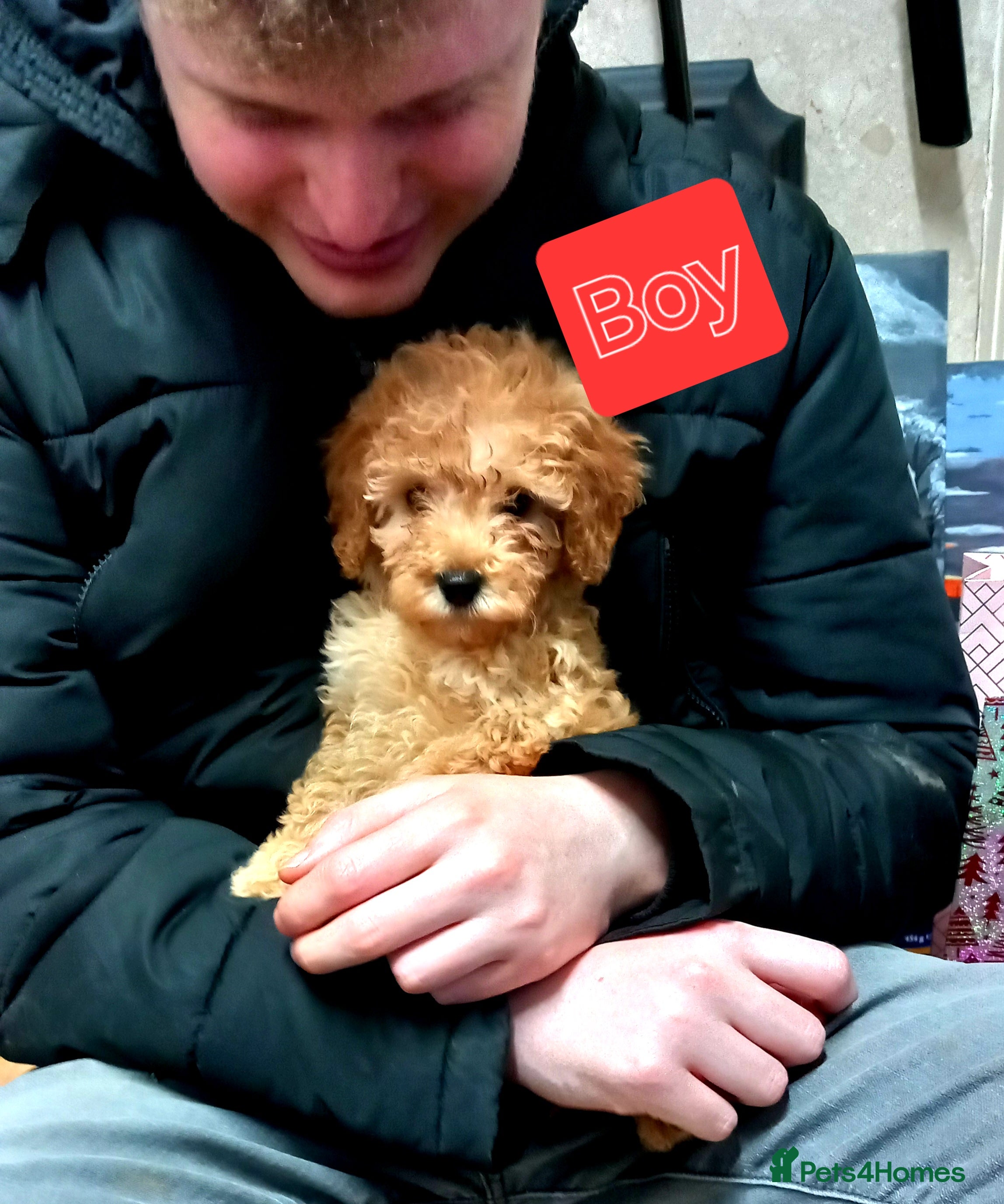 Cavapoo dogs 2  Beautiful Puppies Left  - Advert 11