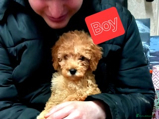 Cavapoo dogs 2 Beautiful Puppies Left - Advert 11