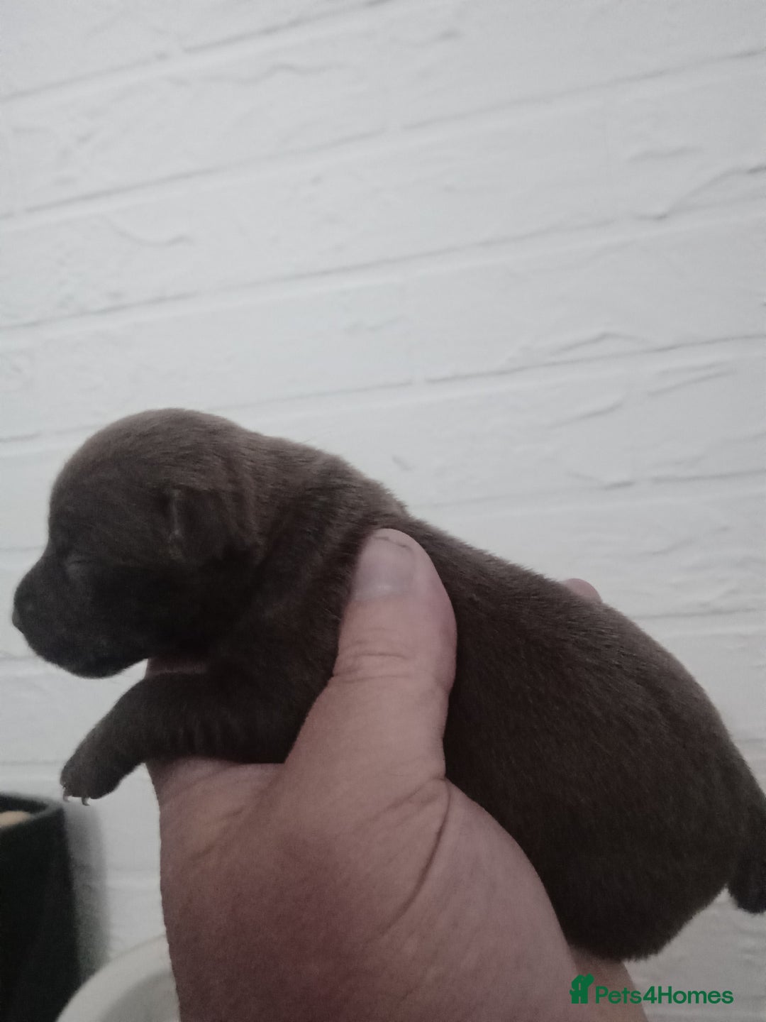 Patterdale Terrier dogs for sale: Patterdale pups for sale ready now - Image 37