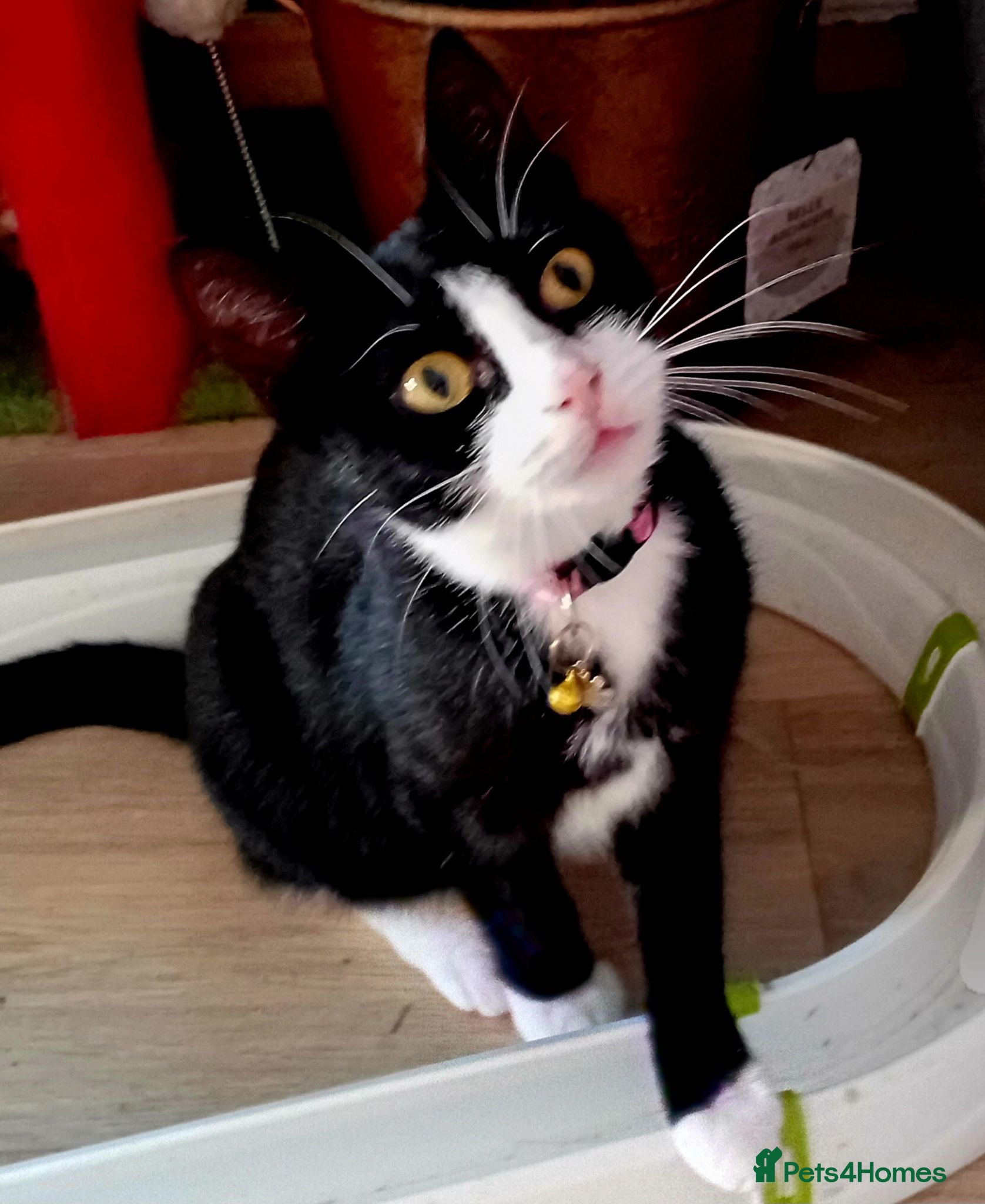Domestic Shorthair cats Meet Usher   - Advert 1