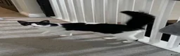 Domestic Shorthair cats for sale: Pair of Tuxedos (2 years old) - Advert 18