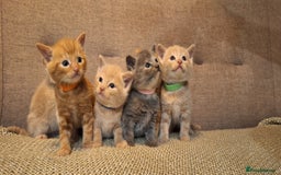 British Shorthair cats for sale: Beautiful Cream & Ginger Kittens  - Image 2