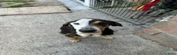 Mixed Breed dogs for adoption: Simba - Advert 4