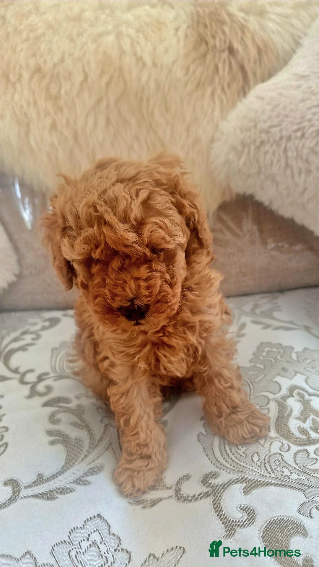 Toy Poodle dogs for sale: Toy Poodle Boy - Advert 2