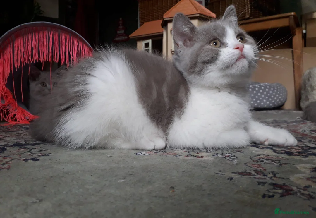 British Shorthair cats for sale:  Lilac & chocolate British Shorthair kittens  - Advert 9