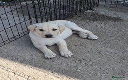 Labrador Retriever dogs for sale: KC Labrador puppies #READY TO LEAVE# - Image 1