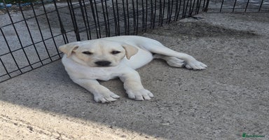 Labrador Retriever dogs - Advert 2