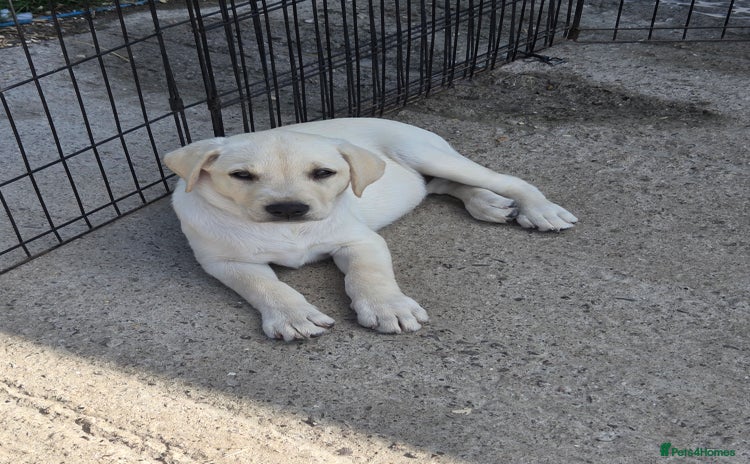Labrador Retriever dogs - Advert 2