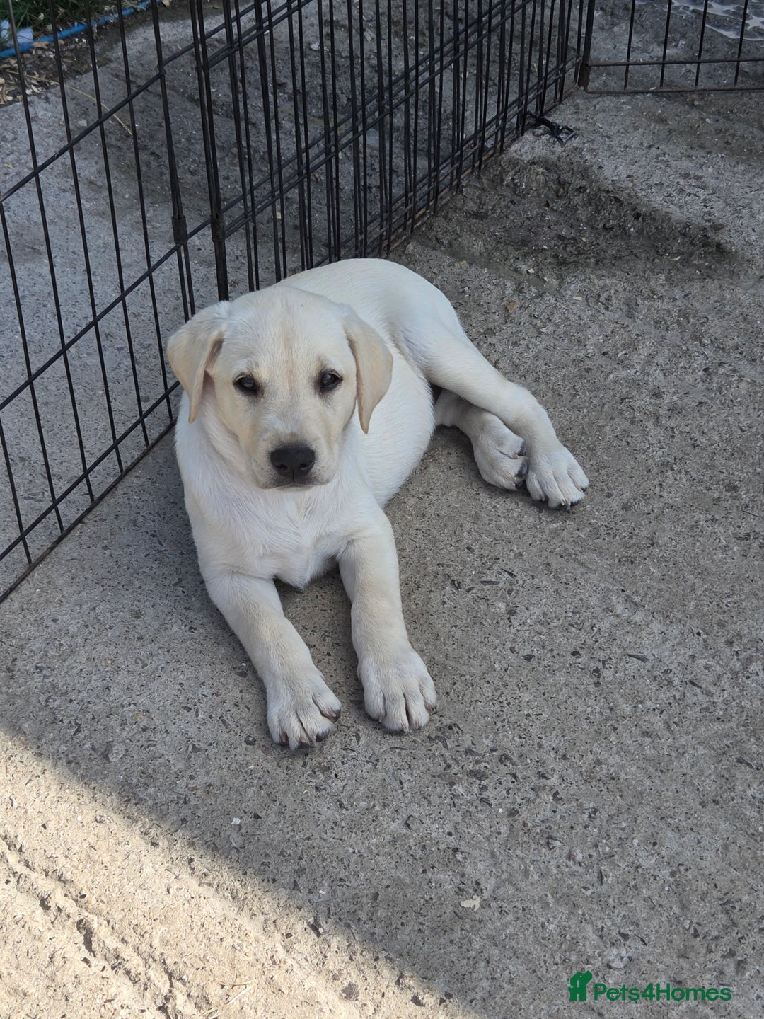 Labrador Retriever dogs for sale: KC Labrador puppies #READY TO LEAVE# - Image 1