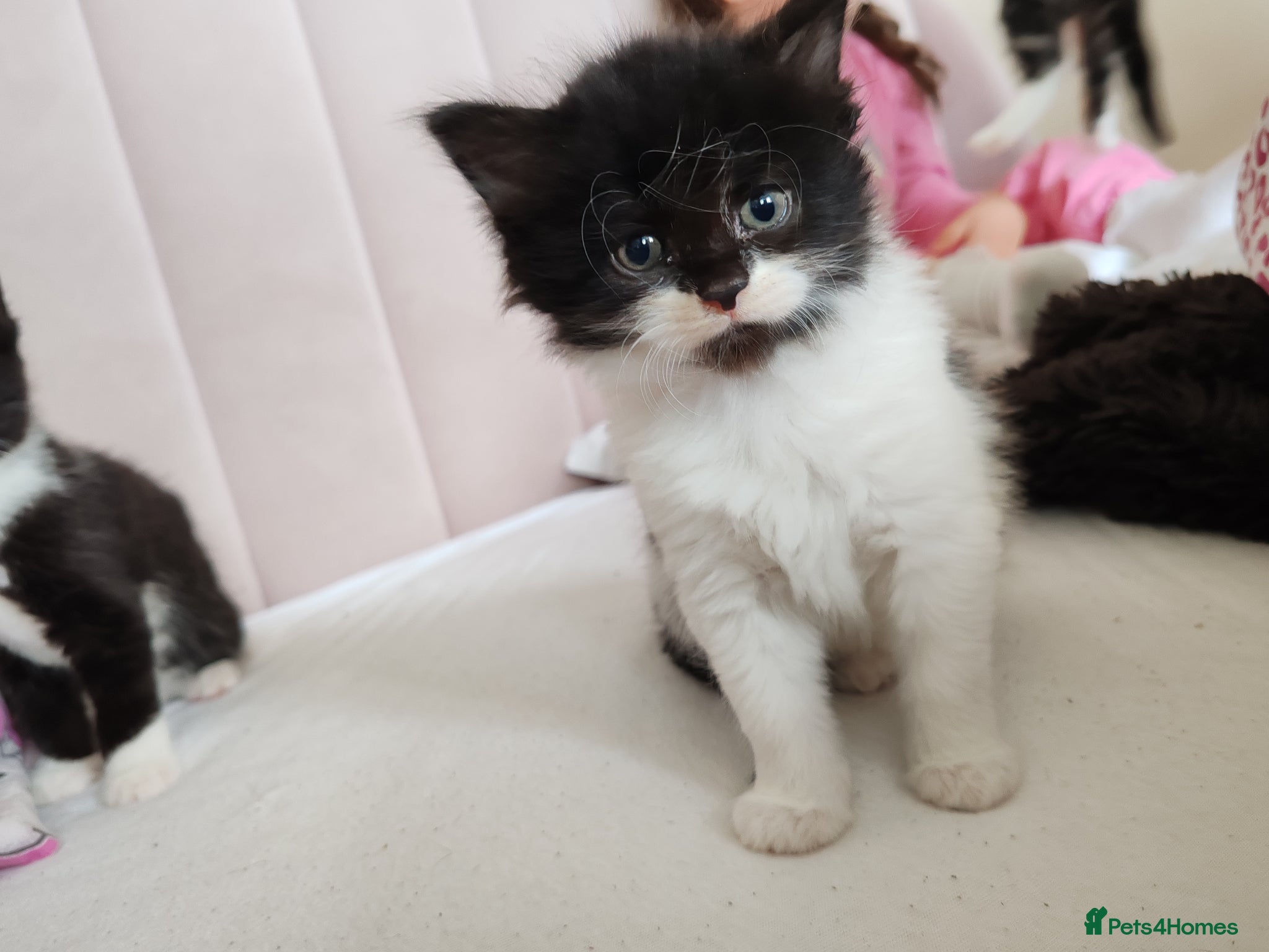 Mixed Breed cats Lovely kittens  - Advert 1