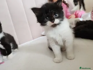 Mixed Breed cats Lovely kittens - Advert 5