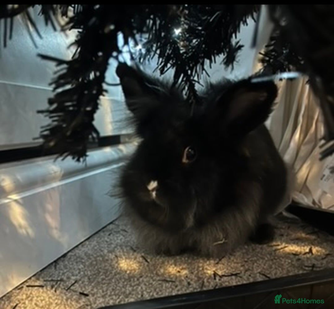 Mixed Breed rabbits for sale: Rabbits  - Advert 3