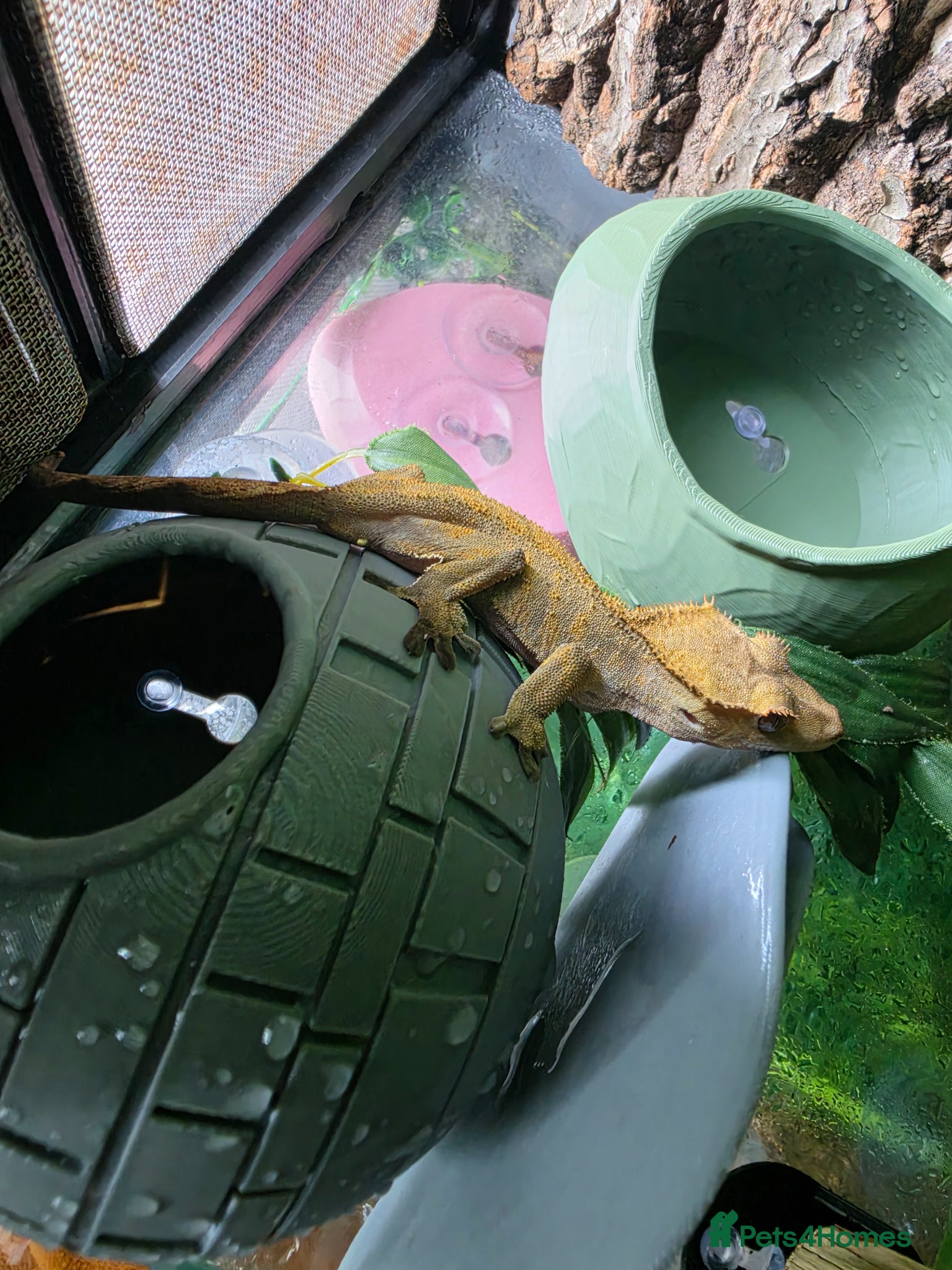Gecko reptiles Crested Gecko with tank - Advert 1