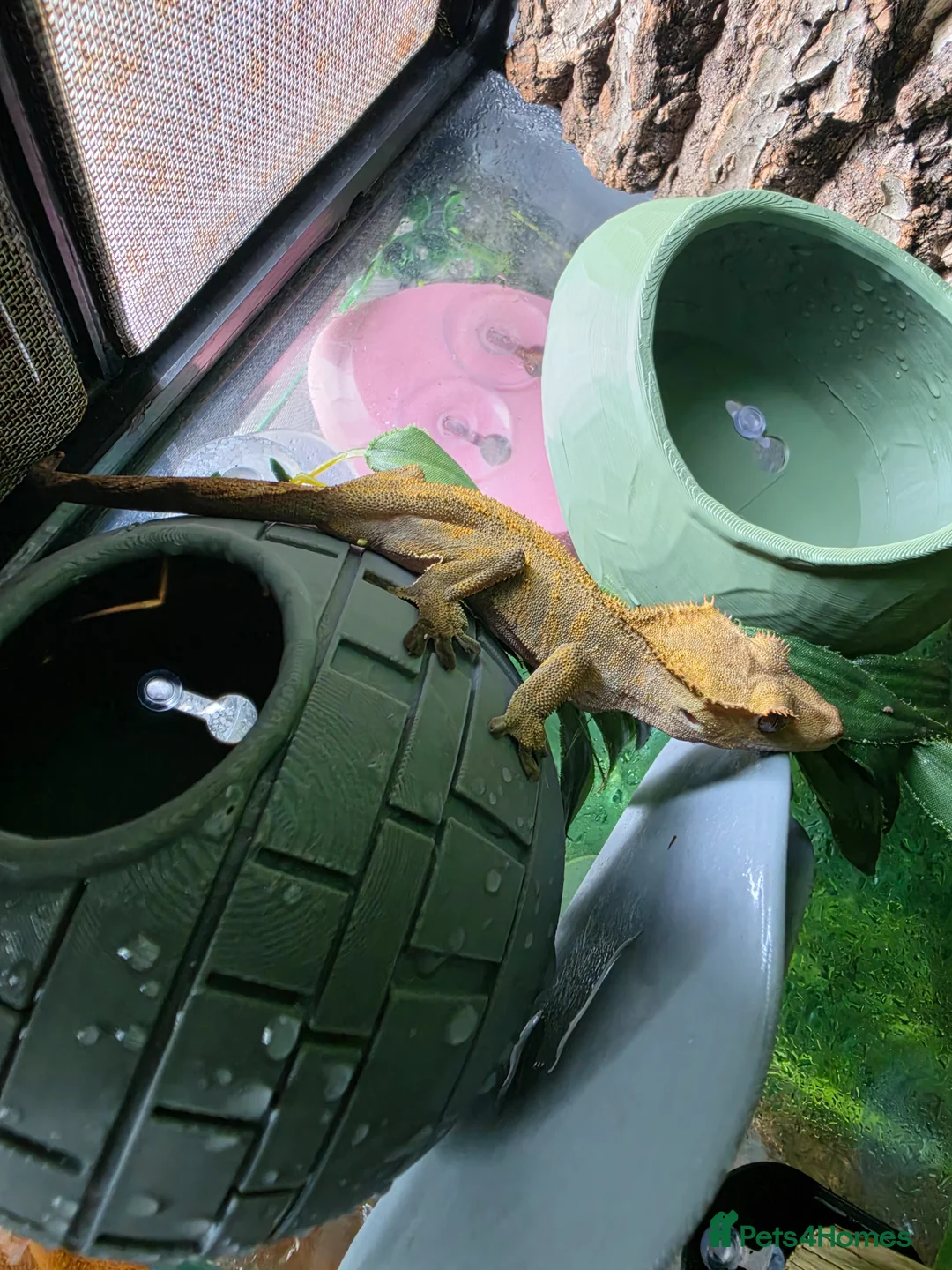 Gecko reptiles for sale: Crested Gecko with tank - Advert 1