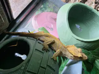 Gecko reptiles Crested Gecko with tank - Advert 1