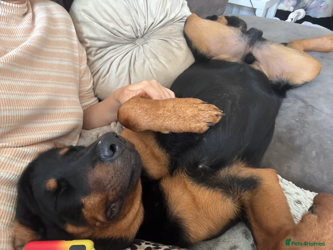Rottweiler dogs for sale: Rocco  in Bracknell - Advert 3