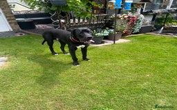 Great Dane dogs for sale: Great Dane - Image 6