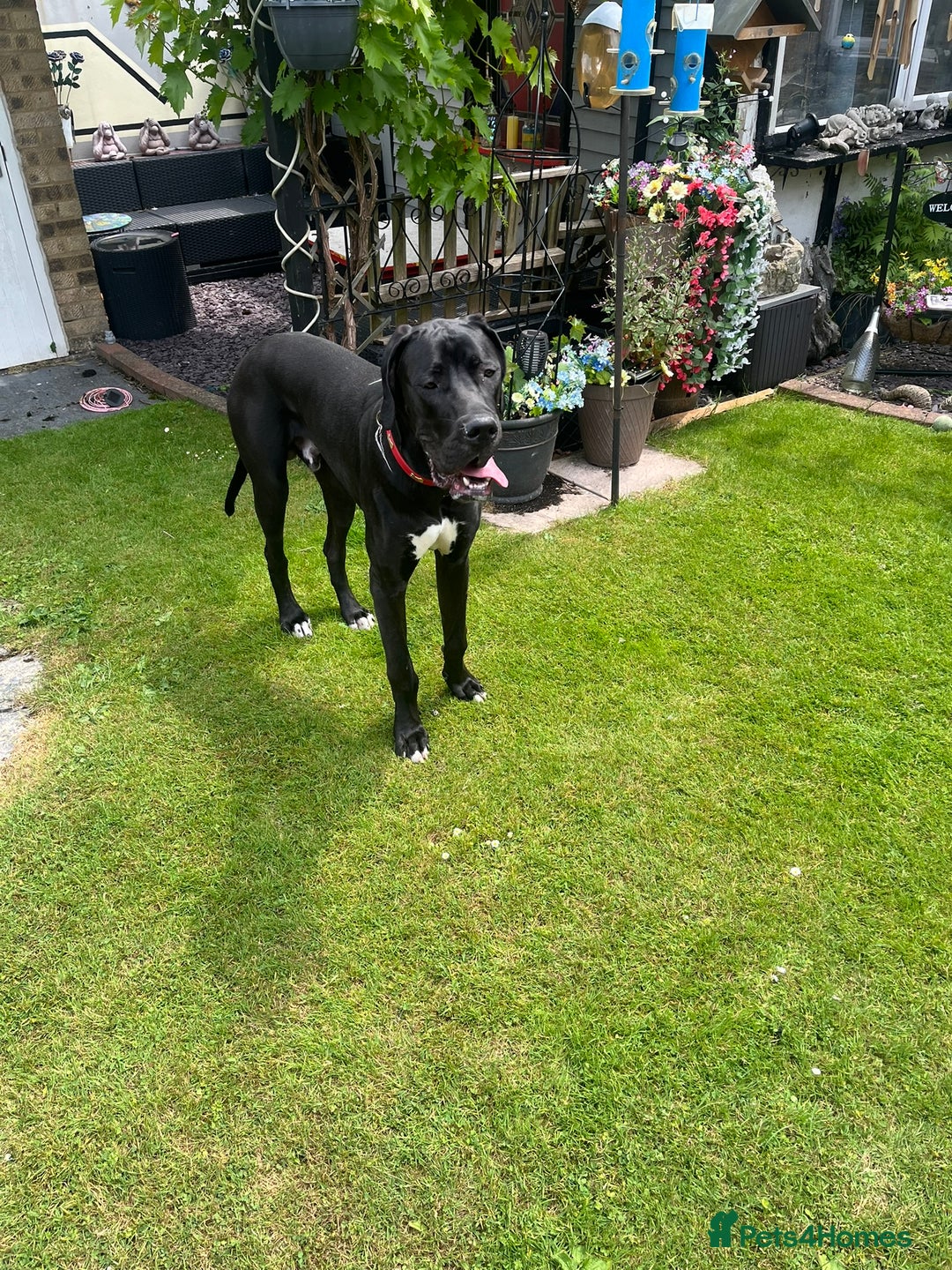 Great Dane dogs for sale: Great Dane - Image 6