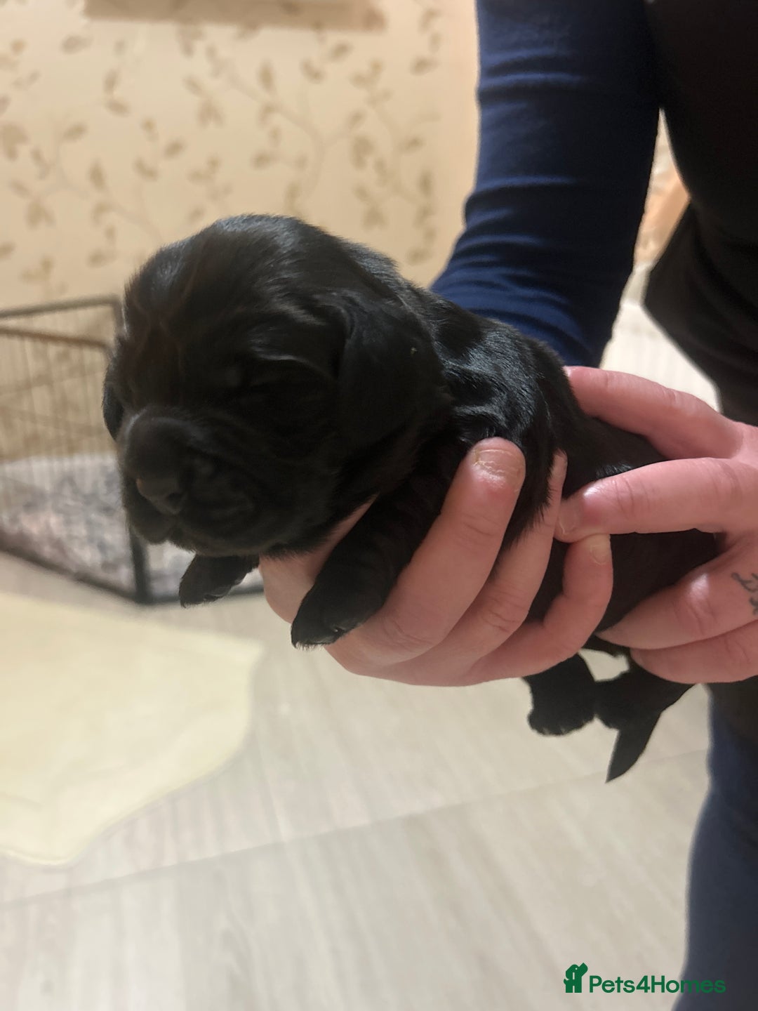 Cockapoo dogs for sale: Cockerpoo puppies  - Image 6