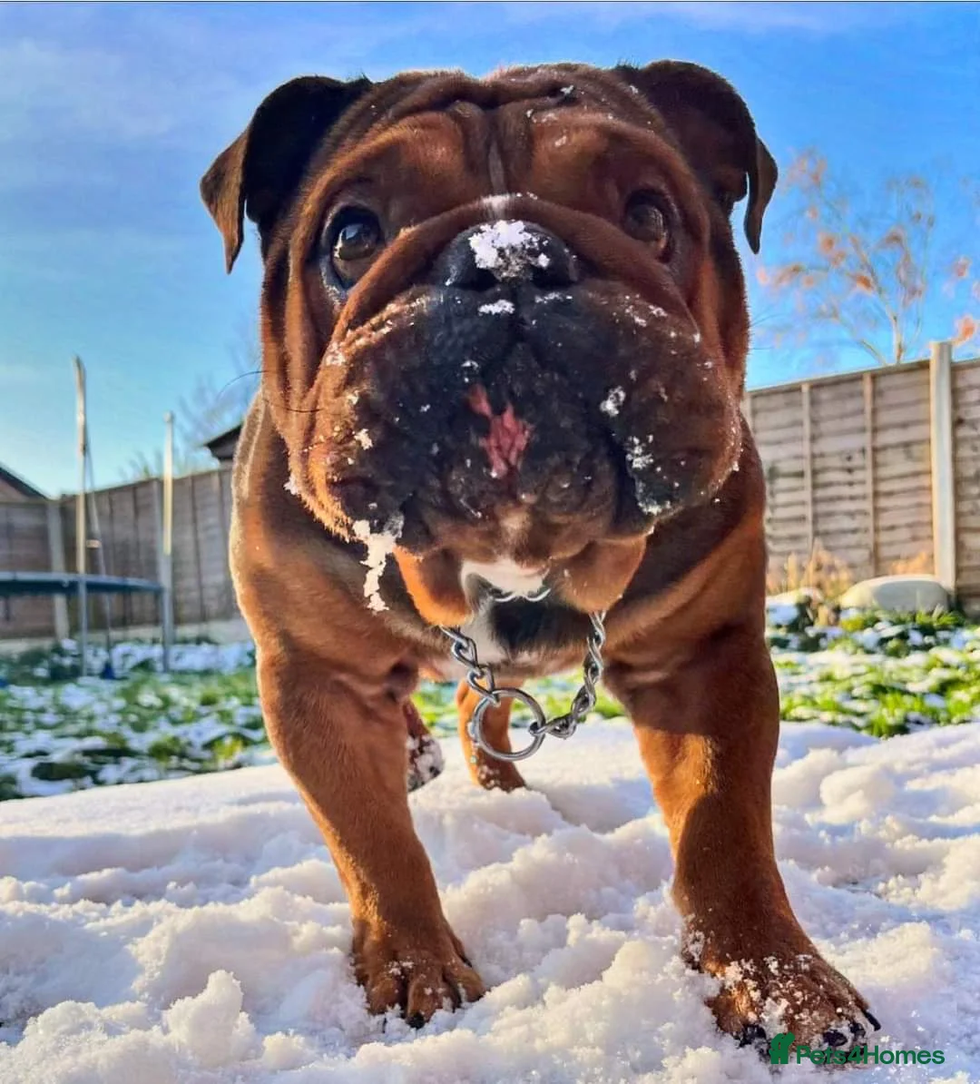 English Bulldog dogs for stud: Kc registered Choc sable EBD STUD ONLY in Bradford - Advert 4