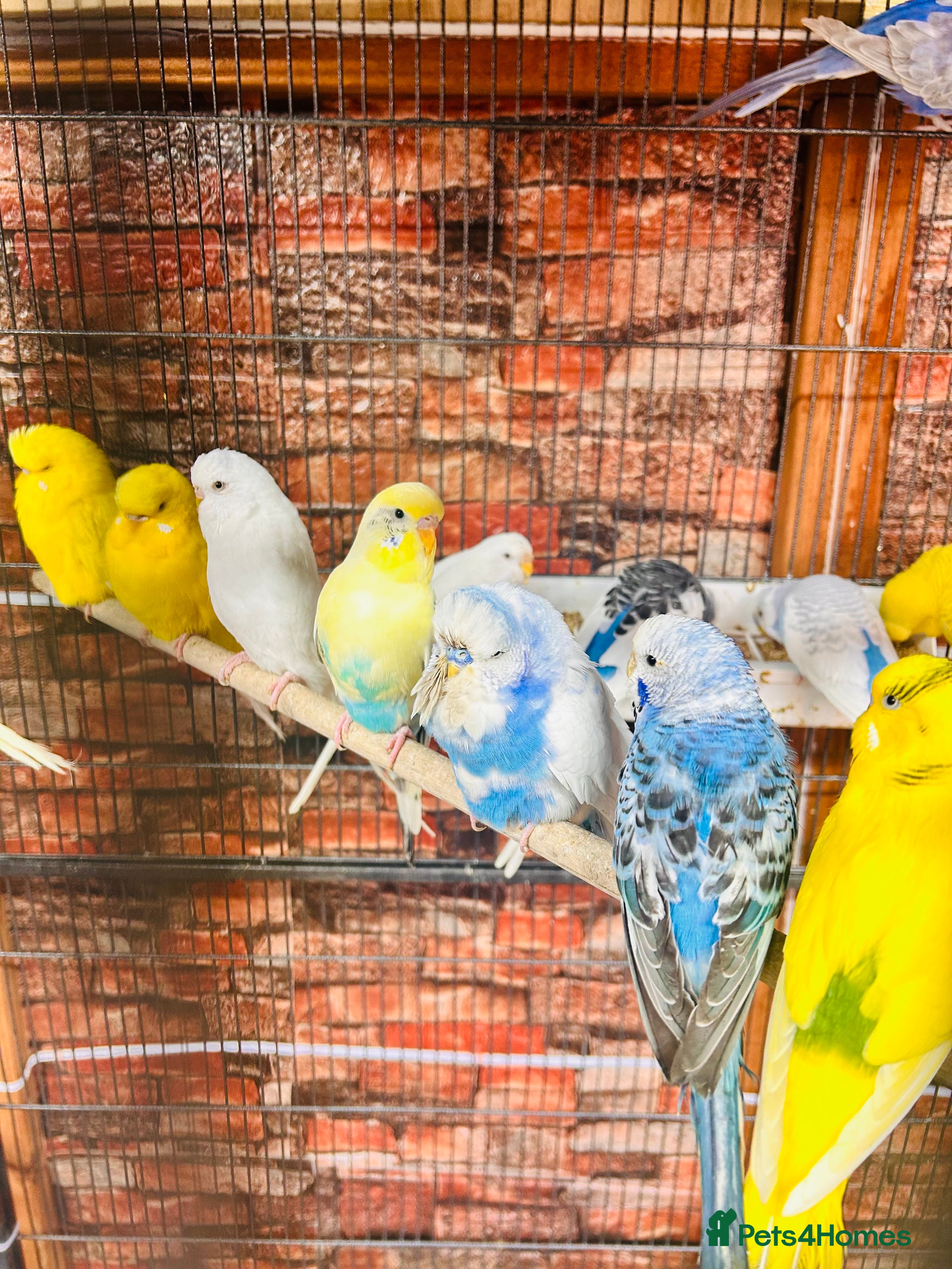 Budgerigars birds Stunning budgies for sale  - Advert 1