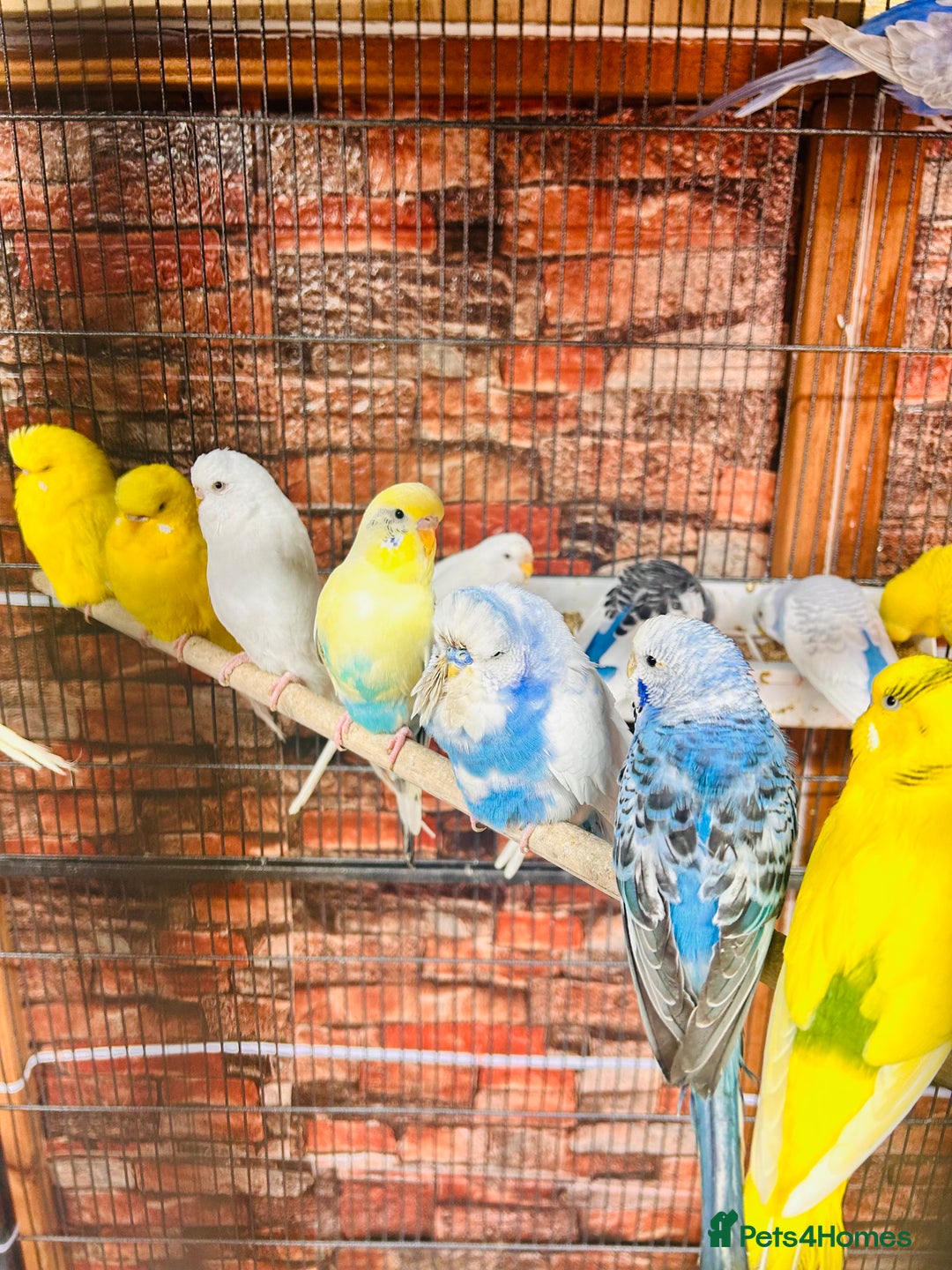 Budgerigars birds for sale: Stunning budgies for sale  - Advert 1