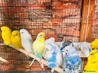 Budgerigars birds Stunning budgies for sale - Advert 4