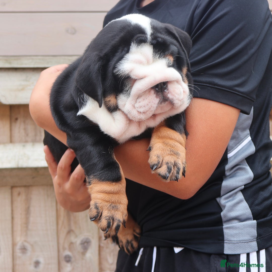 English Bulldog dogs for sale: 2 Gorgeous English Bulldog Pups 🩷 - Image 6