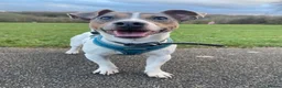 Jack Russell dogs for sale: Miniature Jack Russell puppies - blue carriers - Advert 29