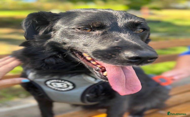 Mixed Breed dogs in Ashford - Advert 15