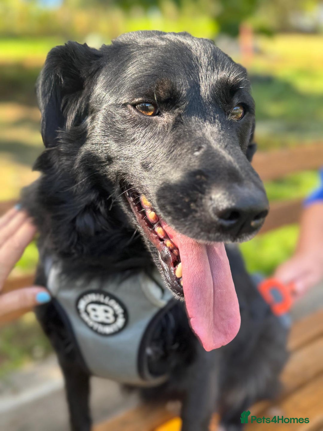 Mixed Breed dogs for adoption: Gina  in Ashford - Image 1