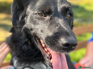 Mixed Breed dogs in Ashford - Advert 26