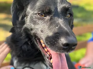 Mixed Breed dogs Gina in Ashford - Advert 23