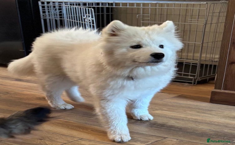 Samoyed dogs - Advert 2