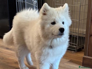 Samoyed dogs Beautiful female samoyed - Advert 3