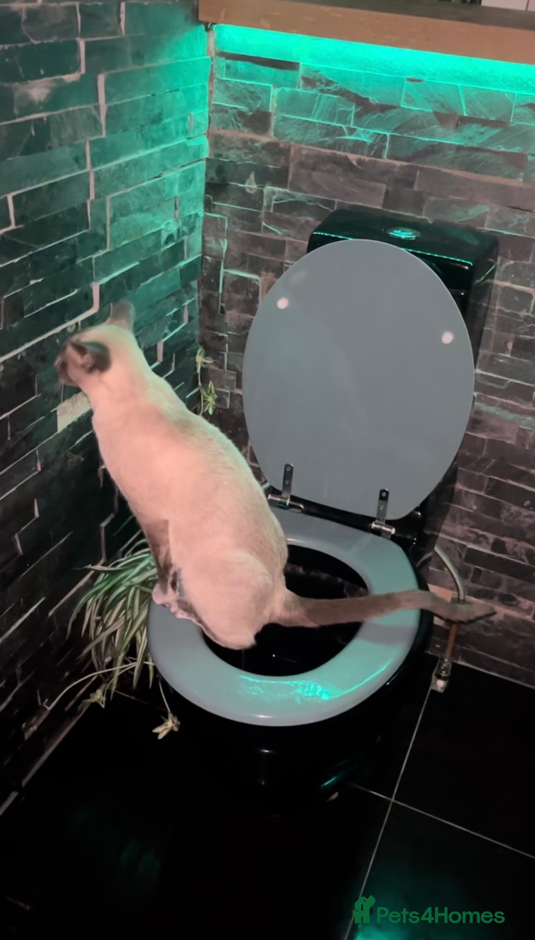 Siamese cats for sale: Human Toilet Trained! Exquisite Siamese Kittens - Image 21