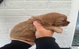 Cockapoo dogs for sale: STUNNING GOLDEN F2 COCKAPOOS - Image 6
