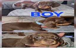 Dachshund dogs for sale: Miniature dachshunds  in Wednesbury - Image 2