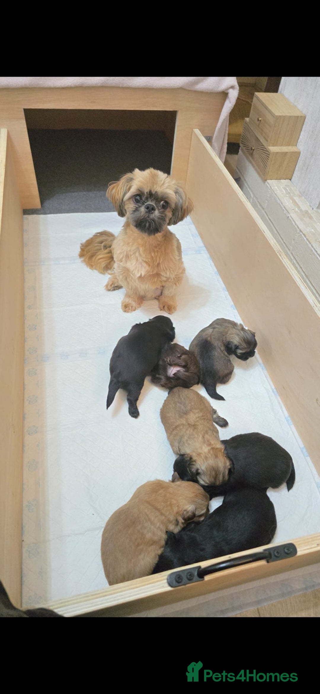 Shih Tzu dogs for sale: Full breed Shih Tzu puppies - Advert 1
