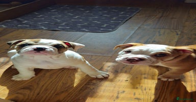 Mixed Breed dogs - Advert 3