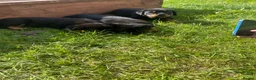 Rottweiler dogs for sale: German x Hungarian Rottweiler puppies - Advert 2