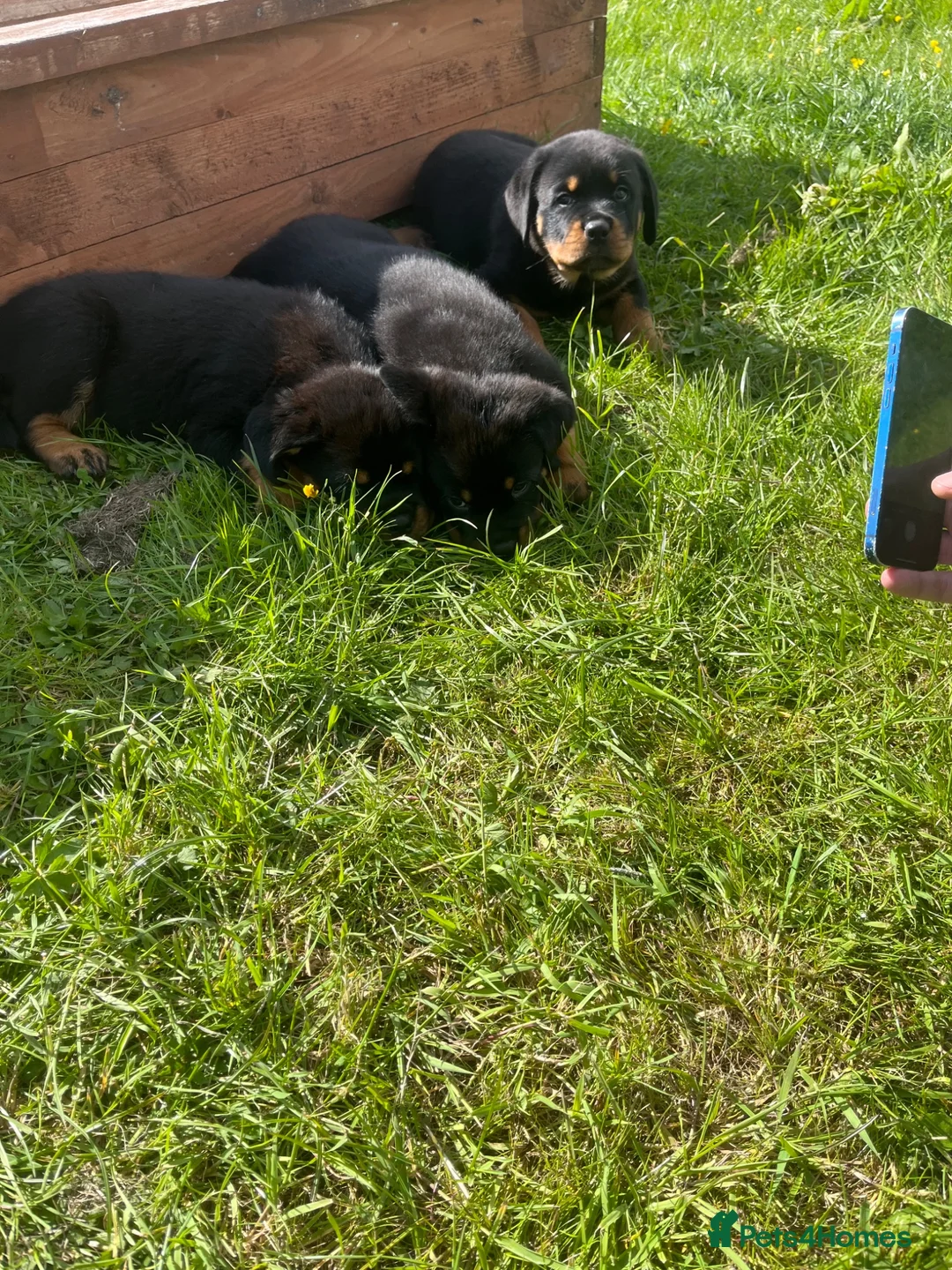 Rottweiler dogs for sale: German x Hungarian Rottweiler puppies - Advert 2