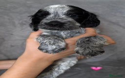 Cocker Spaniel dogs for sale: Show type Cocker spaniel puppies blue roan - Image 2