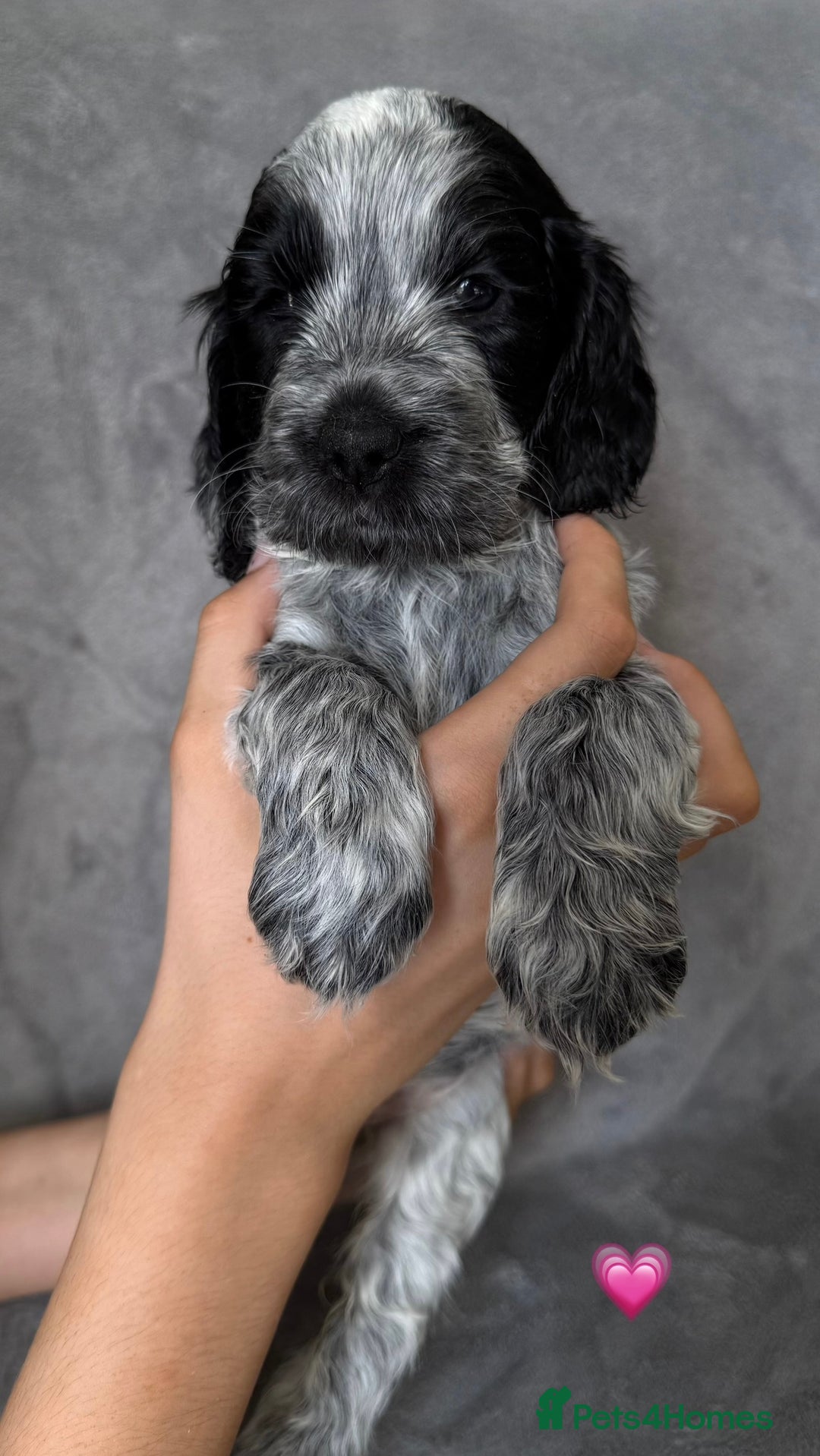 Cocker Spaniel dogs for sale: Show type Cocker spaniel puppies blue roan - Image 2