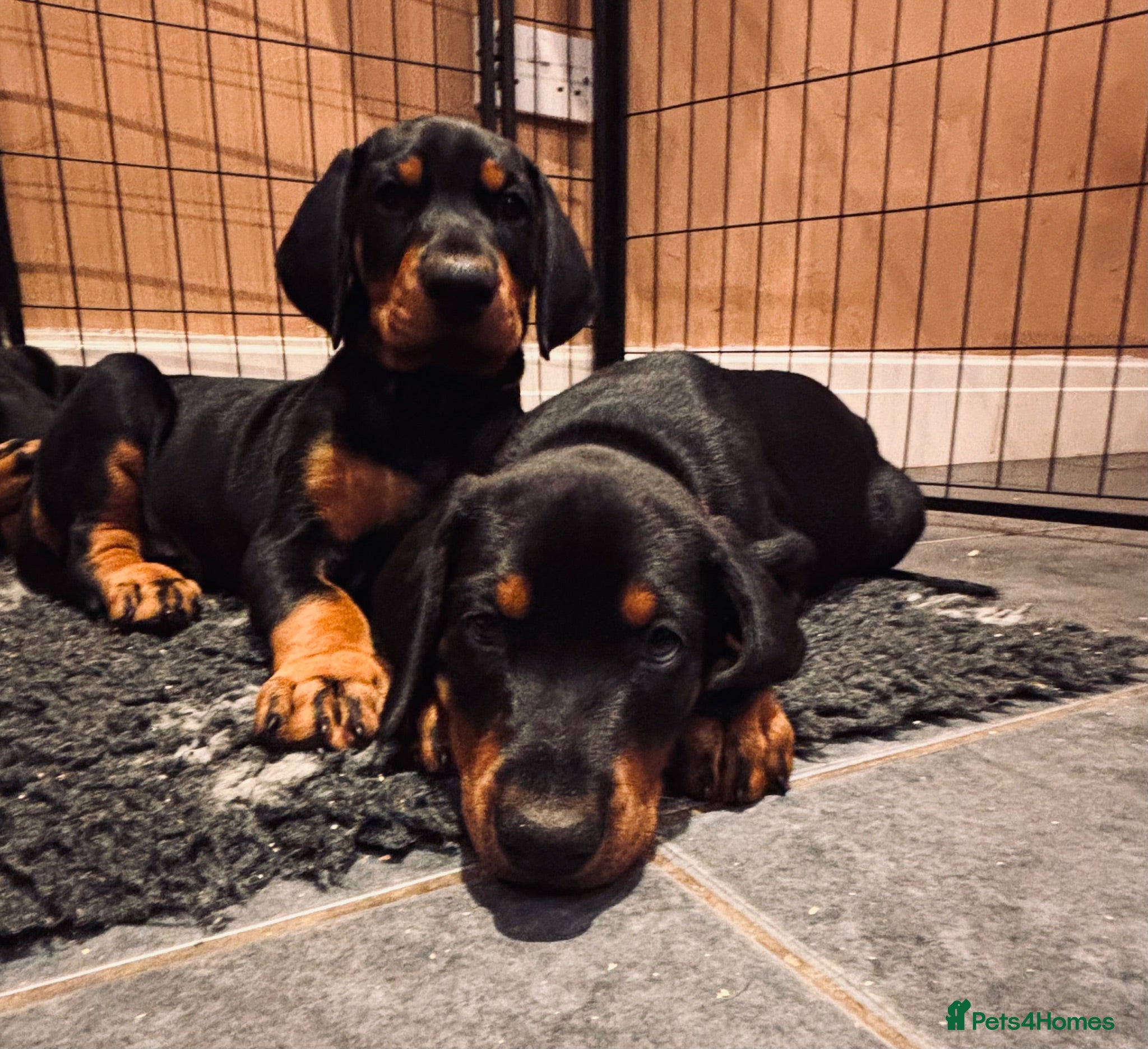 Dobermann dogs KC registered Doberman Puppies | 1 Boy & 4 Girls - Advert 3